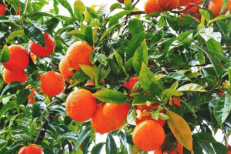 Orange Picking